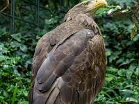 Seeadler